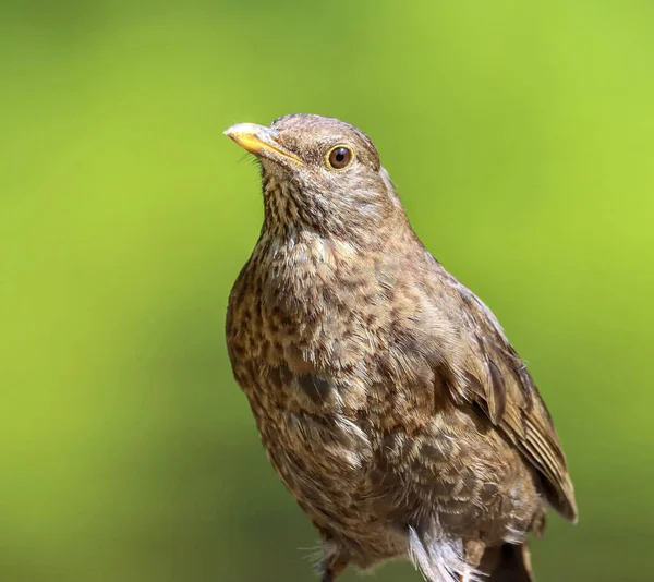Yeşil arka planda yaygın bir karatavuğun (Turdus merula) yakın plan görüntüsü