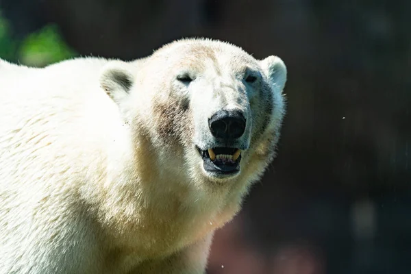在模糊的背景下的北极熊 的肖像 — 图库照片