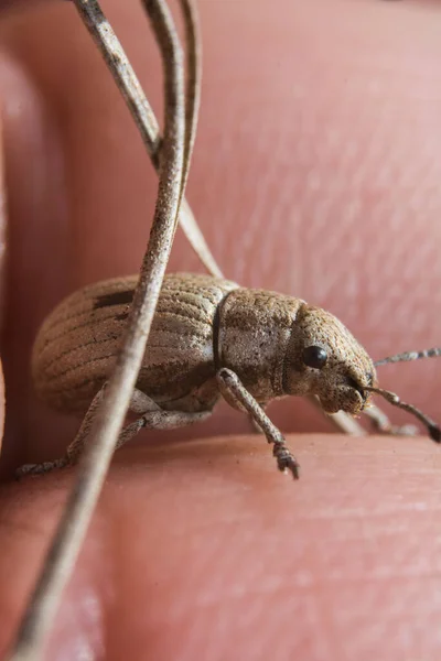 Closeup Shot Coleoptera Curculionidae — Stock Photo, Image