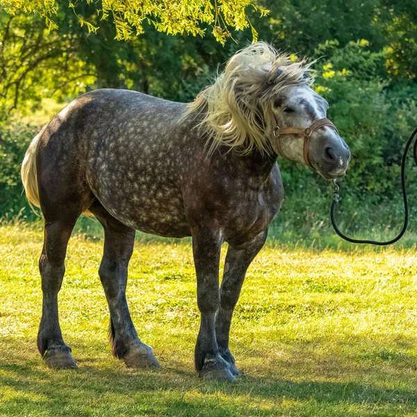 Fullvuxen Grönskande Häst Som Står Åker Provence — Stockfoto