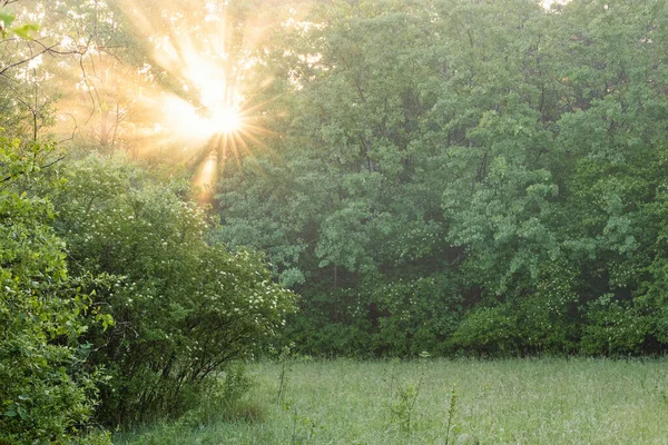 Una Hermosa Vista Del Sol Brillante Que Brilla Través Árboles —  Fotos de Stock