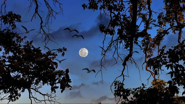 Uma Visão Lua Brilhante Céu Atrás Galhos Árvores Com Pássaros — Fotografia de Stock