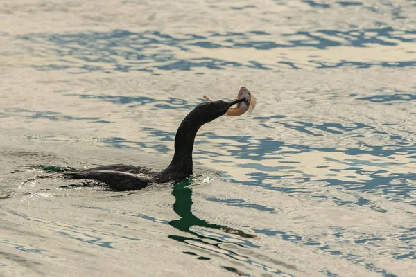 Grand Cormoran Mangeant Poisson Dans Mer — Photo