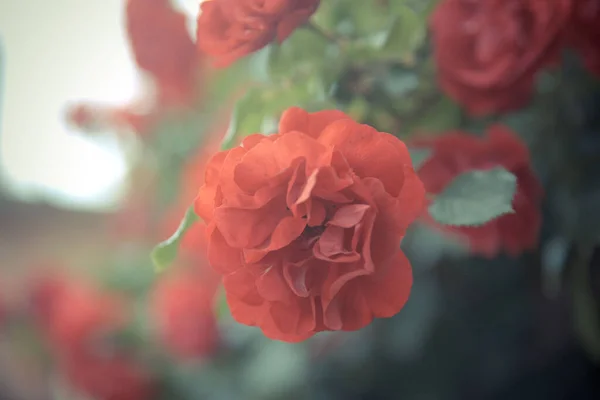 Ένα Κοντινό Πλάνο Όμορφα Κόκκινα Τριαντάφυλλα Πράσινα Φύλλα — Φωτογραφία Αρχείου