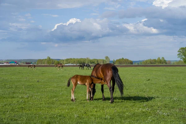 Summer Landscape Horses Grazing Green Meadow — Stock Photo, Image