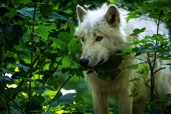 Primer Plano Lobo Blanco Caminando Entre Los Arbustos Bosque —  Fotos de Stock