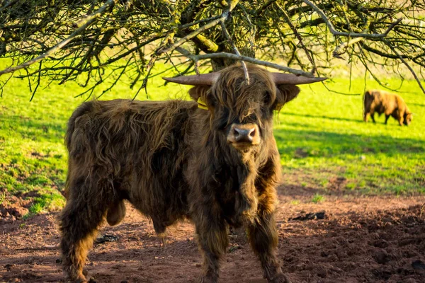 Primer Plano Ganado Las Tierras Altas Parado Suelo Mirando Cámara —  Fotos de Stock