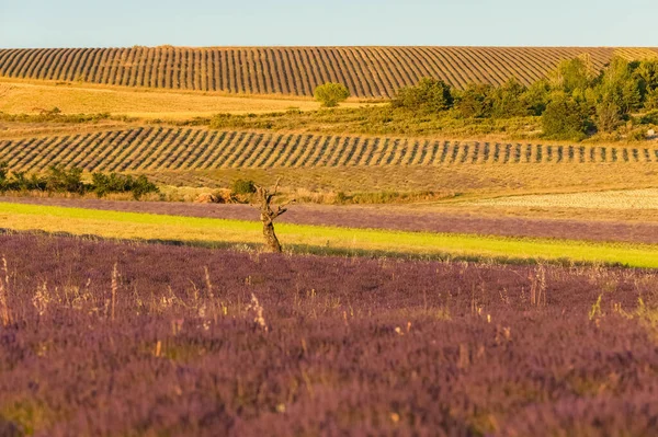 Provence Deki Lavanta Tarlası Baharda Renkli Manzara — Stok fotoğraf