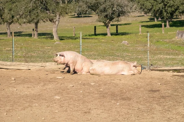 Two pink or white female pigs used for raising piglets rest lying on the sand sunbathing