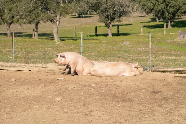 Dos Hembras Color Rosa Blanco Utilizadas Para Criar Lechones Descansan — Foto de Stock