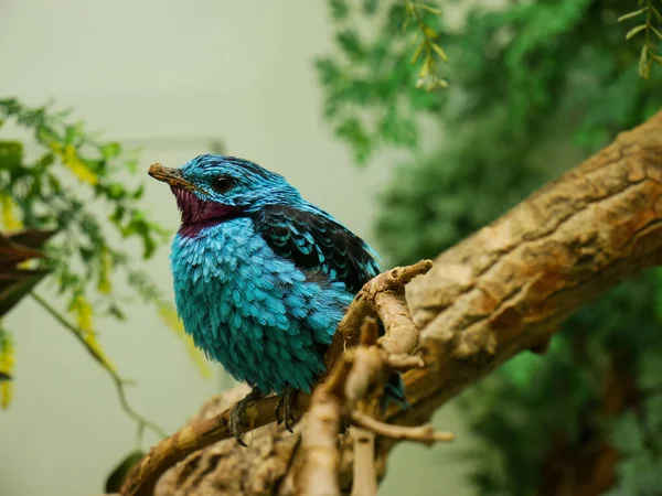 特写在树枝上的一只小蓝鸟的特写镜头 — 图库照片