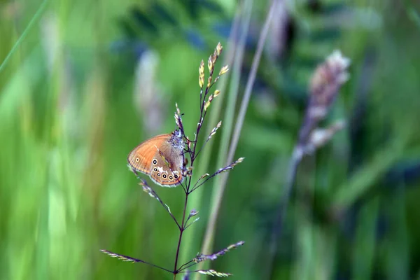 Closeup Shot Coenonympha Oedippus Butterfly Perched Plant Branch Blurred Background — Stock Photo, Image