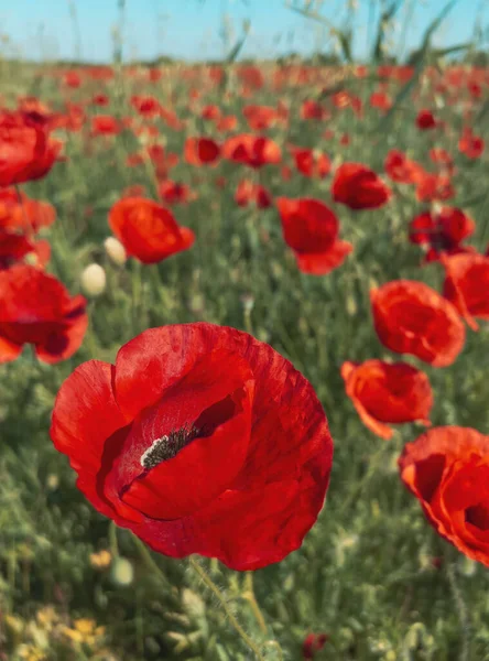 红罂粟花 Papaver Somniferum 俗称罂粟或草甸面包籽罂粟 有选择地重点种植 — 图库照片