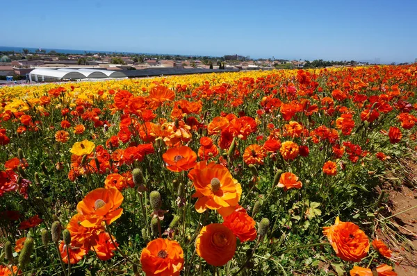 Carlsbad 'da Kaliforniya gelinciklerinin (eschscholzia calinica) güzel manzarası
