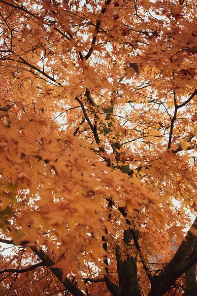 Eine Vertikale Aufnahme Der Hellen Herbstblätter Baum Japanische Ahornblätter — Stockfoto
