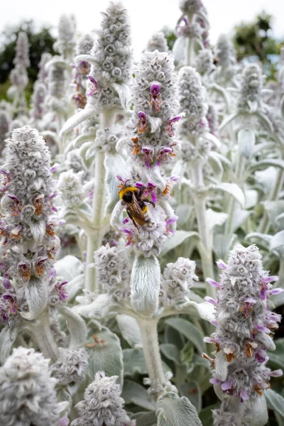 Lamb Kulak Çiçekleriyle Beslenen Bir Arının Dikey Makro Çekimi Stachys — Stok fotoğraf