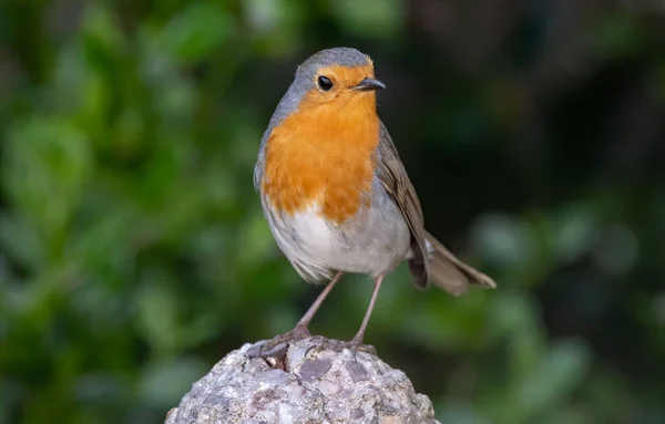 Primo Piano Pettirosso Arancio Appollaiato Una Roccia — Foto Stock