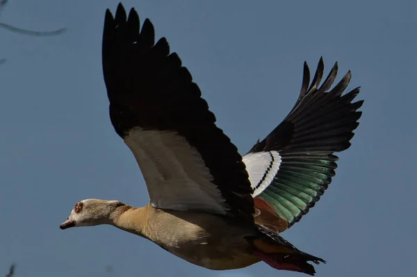 Closeup Beautiful Egyptian Goose Flying Blue Sky — Stock Photo, Image