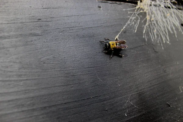 Gros Plan Une Abeille Perchée Sur Une Surface Bois Noir — Photo