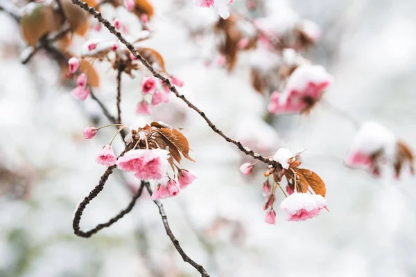 Výběr Květin Pokrytých Sněhem Jarním Dni — Stock fotografie