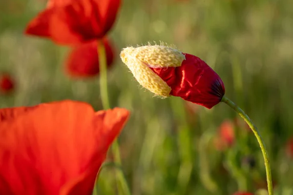 Een Close Van Rode Papaver Knop Papaver Rhoeas Tegen Wazige — Stockfoto