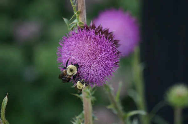 Selektiv Fokusbild Humlor Som Samlar Pollen Från Tistel — Stockfoto