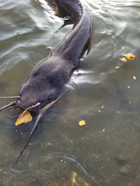 Sacco Pesce Nell Allevamento Ittico Alimentazione Pesci Acqua Dolce Allevati — Foto Stock