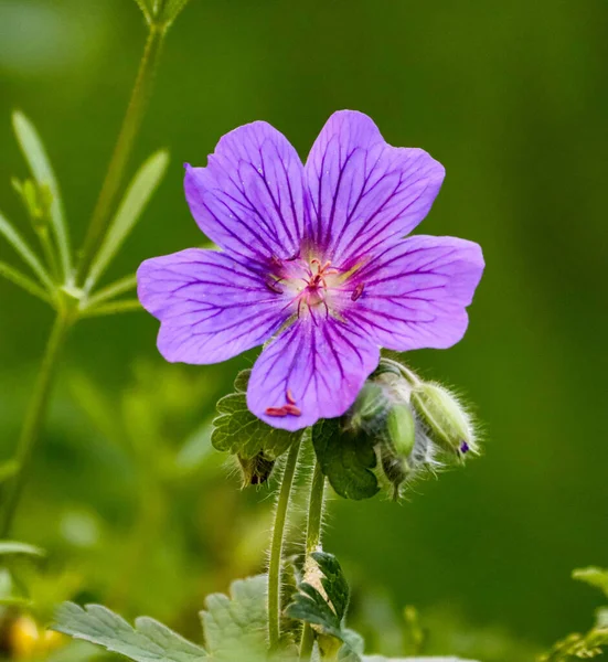 Mise Point Sélective Géranium Violet Dans Jardin — Photo