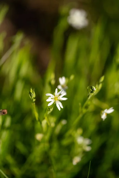 Een Close Van Een Kleine Gemeenschappelijke Starwort Een Veld — Stockfoto