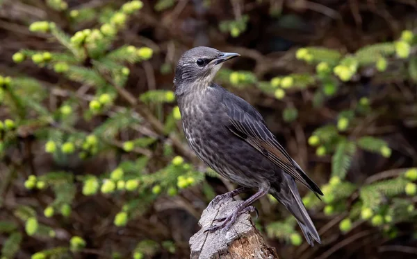 Gros Plan Étourneau Commun Sur Branche Arbre — Photo