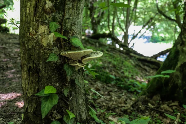 Tiro Close Fungos Selvagens Cultivados Tronco Árvore — Fotografia de Stock