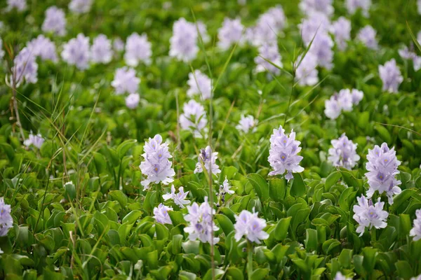 Een Schilderachtig Uitzicht Gemeenschappelijk Water Hyacint Bloemen Florerend Binnen Het — Stockfoto