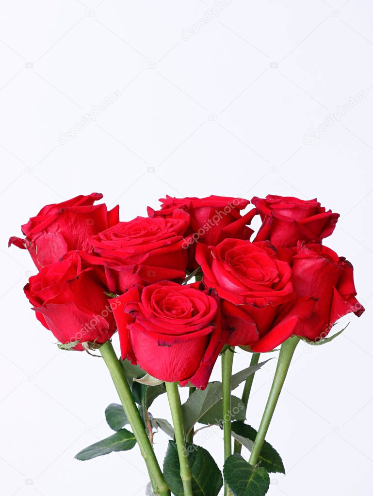 A vertical shot of beautiful red roses isolated on a white background