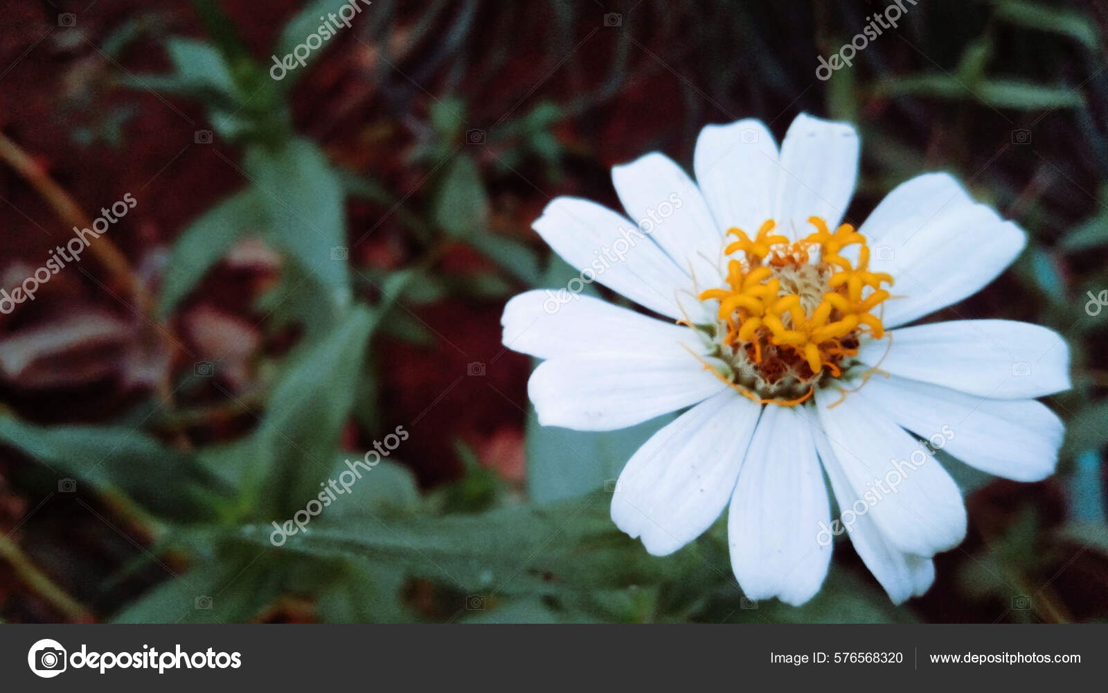 Zinia Branca Conhecida Pelo Nome Científico Zinnia Acerosa — Foto ©  wirestock_creators #576568320, image size:1600x1000
