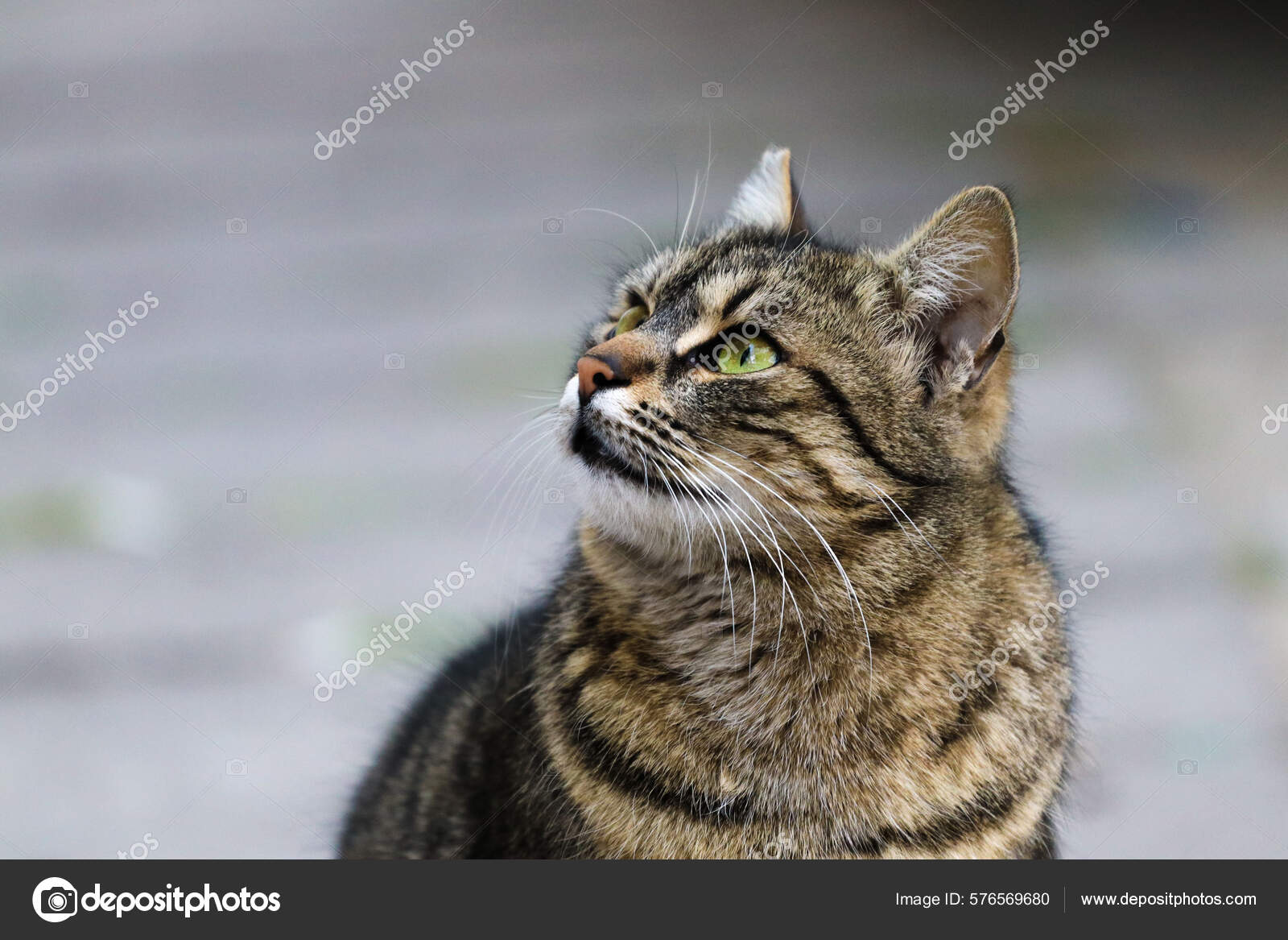 Green Eyes Black Cat With Gray Stripes Tabby Cat Lying On Black