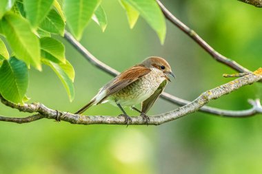 Kırmızı sırtlı dişi örümceğin yakın çekimi, Lanius Collurio dala tünedi..