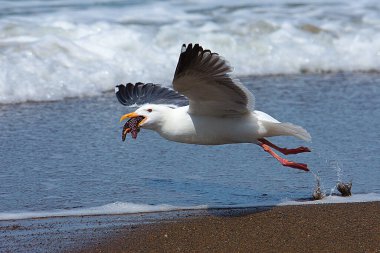 Deniz yıldızını gagasında tutan ve denizin üzerinde uçan bir martı görüntüsü