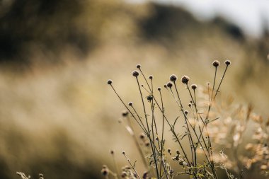 Etville, Almanya 'da güzel çiçeklerin yakın plan çekimi.