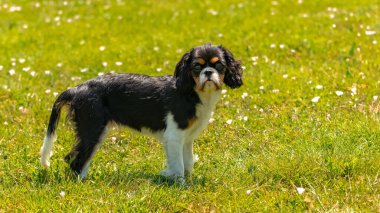Süvari bir köpek kralı Charles, çimenlerde koşan sevimli bir köpek yavrusu, bir kelebek yakalamaya çalışıyor.