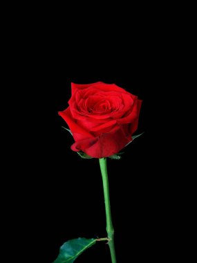 Siyah arka planda izole edilmiş güzel bir kırmızı gülün dikey çekimi.