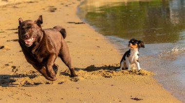 Süvari bir köpek kralı Charles, sahilde çikolata labradoruyla oynayan sevimli bir köpek yavrusu.