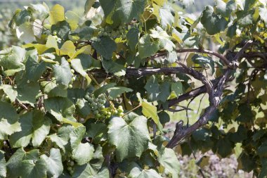 Ohio, Avon Gölü 'ndeki üzüm bağında yetişen bir grup yeşil üzümün yakın çekimi.