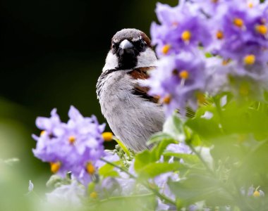 Mor solanyum çiçeklerinin arkasına saklanan bir ev serçesinin (Passer domesticus) seçici odak çekimi
