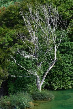 Arka planda yeşil ağaçlar olan gölde beyaz yapraksız bir ağacın dikey görüntüsü.