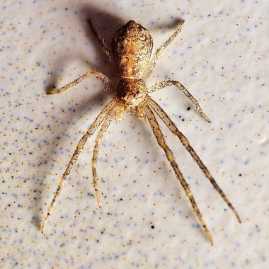 Beyaz arkaplanda izole edilmiş bir örümceğin yakın plan görüntüsü