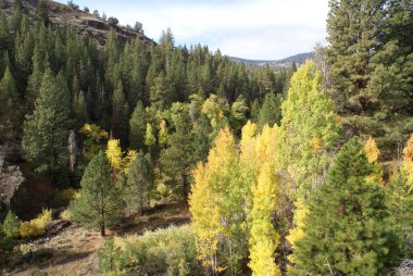 Ormandaki yeşil köknar ağaçlarının güzel manzarası