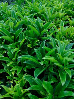 Yeşil bitkilerin dikey çekimi