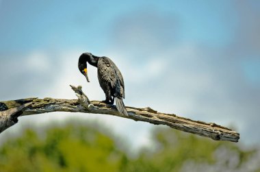 Florida güneşinde bir dalda oturan karabatak.
