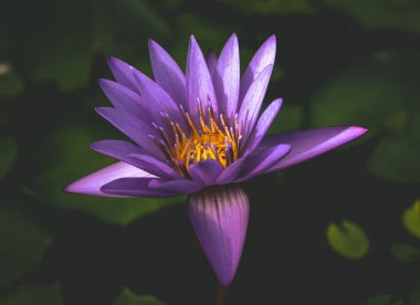 Göletteki nilüfer çiçeğinin yakın çekimi.