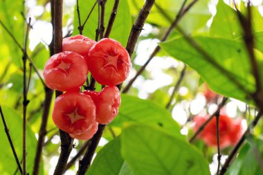 Ağaçta yetişen Java elmalarının yakın plan çekimi..